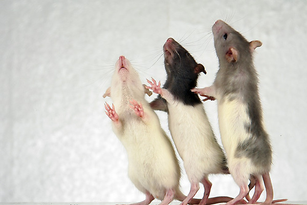 포토 JPG 해외이미지 동물 응시 음식 모션 털 사람없음 반려동물 머리 닫기 해충 쥐 설치류 질문 모피 먹기 배고픔 꼬리 향기 냄새 귀 미끼 불쾌함 고립 해외202004 해외포토 시선 감정 신체부위 벌레 파일형식 이미지허브