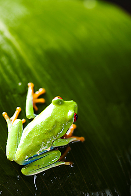 포토 JPG 해외이미지 주간 한마리 야생동물 잎 양서류 사람없음 야외 청개구리 해외202004 해외포토 자연요소 식물 동물 1 개구리 파일형식 이미지허브