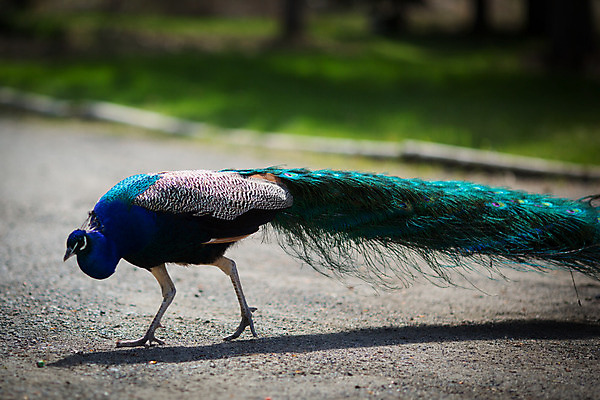 포토 JPG 해외이미지 동물 1 남자 야생동물 여행 백그라운드 패턴 오렌지 자연 조류 왕관 동물원 서기 사람없음 야외 가로 초록색 파란색 컬러풀 머리 활발 화려 우아함 공작 인도인 깃털 묘사 꼬리 부리 목 보여주기 꿩 멀티 터키석 해외202004 해외포토 외국인 컬러 컨셉 무늬 과일 모션 사람 동양인 신체부위 보석 생태계 파일형식 이미지허브