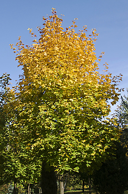 포토 JPG 해외이미지 나무 식물 계절 공원 백그라운드 단풍 잎 오렌지 자연 하늘 추상 사람없음 야외 파란색 빛 컬러풀 햇빛 노란색 환경 성장 가을 나뭇가지 신선 황금 숲 유기농 질감 해외202004 해외포토 웰빙 공공시설 컬러 무늬 과일 태양 생태계 파일형식 이미지허브