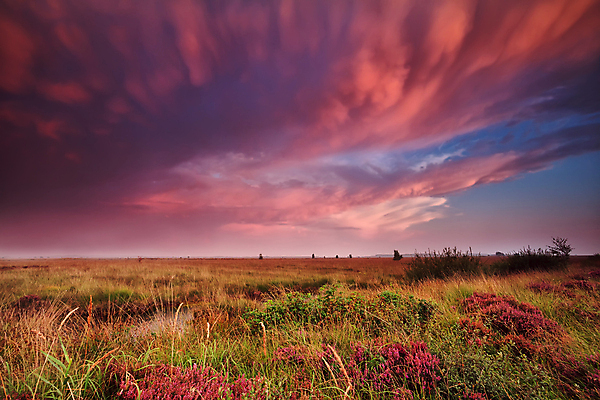 포토 JPG 해외이미지 식물 구름 계절 꽃 분홍색 자연 하늘 풍경 사람없음 야외 빨간색 여름 파란색 일출 보라색 일몰 새벽 벚꽃 시골 개화 습지 저녁 제비꽃 네덜란드 변소 평야 수평선 해외202004 해외포토 자연요소 유럽 컬러 노을 야간 생태계 파일형식 이미지허브