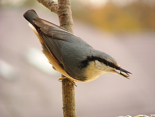 포토 JPG 해외이미지 동물 계절 야생동물 자연 조류 생물 따뜻함 사람없음 컬러풀 봄 해외202004 해외포토 컬러 생태계 파일형식 이미지허브