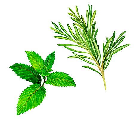 포토 JPG 해외이미지 식물 라이프스타일 계절 음식 잎 다이어트 일러스트 수채화 건강 요리 사람없음 초록색 여름 봄 맛 상품 먹기 민트 허브 향신료 메뉴 그림 아로마 향 고립 채식주의자 디테일 비건 해외202004 스피아민트 해외포토 컬러 컨셉 모션 생활 채식 향미료 파일형식 이미지허브