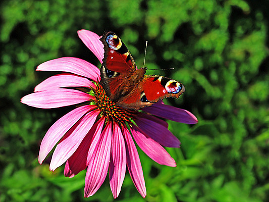 포토 JPG 해외이미지 식물 동물 꽃 음료 야생동물 장갑 나비 곤충 자연 사람없음 치료 초록색 건강관리 벚꽃 공작 꿀 조제 해외202004 해외포토 잡화 컬러 의학 조류 건강 관리 약 생태계 만들기 파일형식 이미지허브