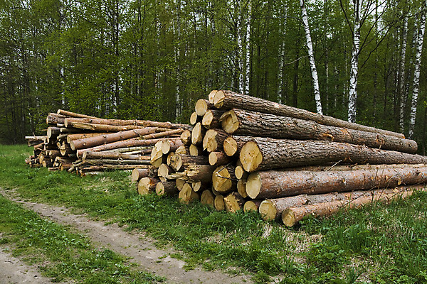 포토 JPG 해외이미지 나무 산업 백그라운드 농업 하늘 사람없음 목재 파란색 쌓기 수확 반지 소나무 숲 낟알 장작 자르기 통나무 나무껍질 잡동사니 벌목 수목 해외202004 해외포토 식물 컬러 재료 장신구 모션 껍질 파일형식 이미지허브