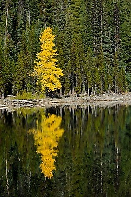 포토 JPG 해외이미지 나무 호수 서기 사람없음 빛 반사 노란색 가을 소나무 고독 숲 특별함 혼자 해외202004 해외포토 식물 계절 감정 컬러 컨셉 모션 파일형식 이미지허브