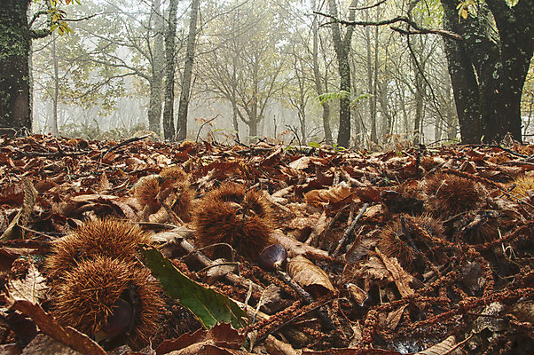 포토 JPG 해외이미지 나무 식물 구름 계절 음식 여행 단풍 잎 농업 오렌지 과일 자연 산 풍경 사람없음 야외 빨간색 초록색 컬러풀 햇빛 환경 맑음 가을 시골 달콤 숲 유기농 생태계 장면 10월 내추럴 강렬 생태학 옛날 해외202004 해외포토 자연요소 웰빙 교육 산업 컬러 날씨 태양 날짜 맛 파일형식 이미지허브