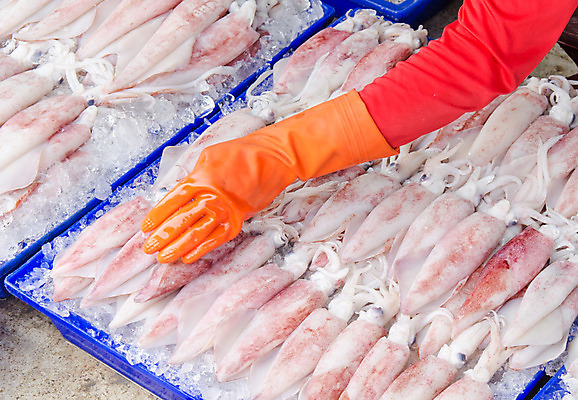 포토 JPG 해외이미지 동물 음식 바다 백그라운드 자연 낚시 건강 어류 요리 사람없음 냉동 얼음 흰색 신선 그룹 시장 해산물 오징어 날것 문어 촉수 해외202004 해외포토 자연요소 컬러 레저 연체동물 수중동물 생태계 파일형식 이미지허브