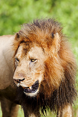 포토 JPG 해외이미지 동물 야생동물 포유류 아프리카 자연 수염 털 사람없음 고양이 위험 사자 사파리 육식동물 갈기 육식 사자자리 표범 힘찬 해외202004 해외포토 나라 컨셉 반려동물 별자리 생태계 파일형식 이미지허브