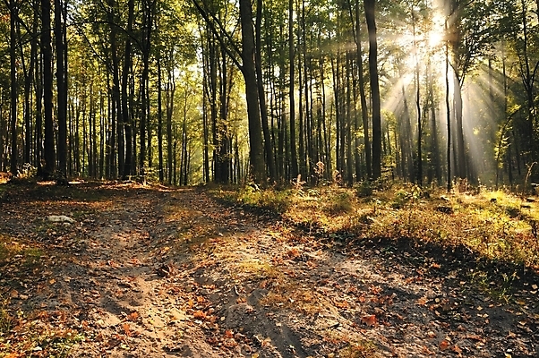 포토 JPG 해외이미지 나무 식물 잎 오렌지 아침 풍경 사람없음 목재 빛 반사 노란색 새벽 가을 나뭇가지 숲 11월 공상 폴란드 10월 해외202004 해외포토 주간 자연요소 계절 유럽 컬러 과일 재료 날짜 파일형식 이미지허브