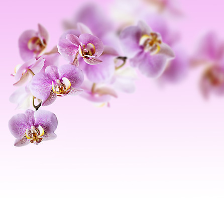 포토 JPG 해외이미지 식물 꽃잎 꽃 분홍색 백그라운드 꽃무늬 자연 프레임 사람없음 우주 보라색 벚꽃 흰색 개화 난초 우아함 호접란 정물화 카피스페이스 해외202004 해외포토 컬러 컨셉 무늬 공백 그림 생태계 파일형식 이미지허브