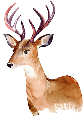 JPG 해외이미지 한마리 일러스트 사슴 수채화 사람없음 그림 사슴뿔 해외202004 해외일러스트 1 포유류 뿔 파일형식 이미지허브