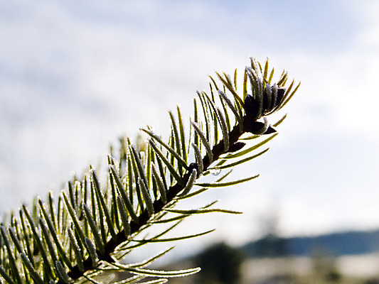 포토 JPG 해외이미지 식물 겨울 자연 아침 사람없음 야외 환경 냉동 얼음 새벽 추위 나뭇가지 소나무 닫기 묘사 서리 억울 해외202004 해외포토 주간 자연요소 나무 계절 감정 모션 생태계 파일형식 이미지허브