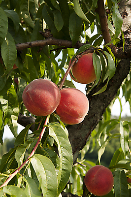 포토 JPG 해외이미지 주간 나뭇잎 사람없음 야외 나뭇가지 달콤 복숭아 복사나무 해외202004 해외포토 자연요소 나무 잎 과일 맛 파일형식 이미지허브