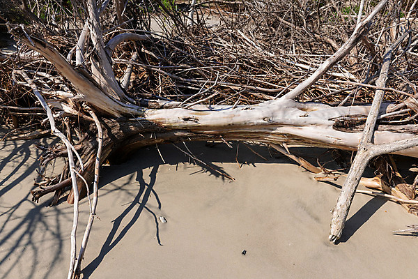 포토 JPG 해외이미지 나무 식물 공원 지구 모래 바다 섬 자연 날씨 휴가 따뜻함 그림자 사람 풍경 사람없음 초록색 물 파란색 글로벌 햇빛 환경 맑음 미국 침묵 나뭇가지 죽음 만 뜨거움 보호 습지 홍수 썰물 부식 사냥 기후변화 혼자 해외202004 해외포토 자연요소 공공시설 컬러 컨셉 북아메리카 태양 소리 변화 자연재해 생태계 파일형식 이미지허브