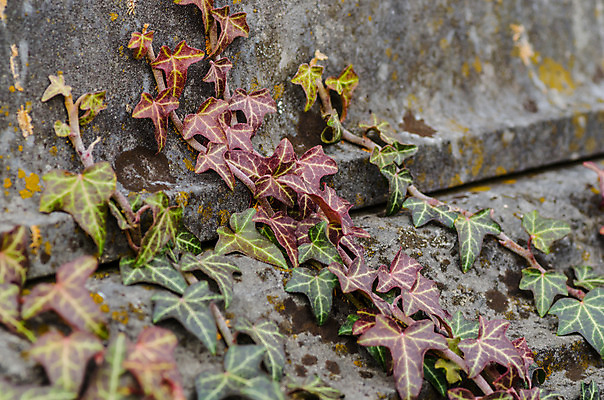 포토 JPG 해외이미지 꽃 기독교 종교 지구 백그라운드 십자가 부활절 사람없음 목재 조각상 검은색 성경 바위 기도 죽음 예수 영혼 목사 심볼 애도 신성 땅파기 신앙심 옛날 장례식 오싹 해외202004 해외포토 나무 식물 기념일 컬러 재료 종교용품 조형물 신_종교 성직자 파일형식 이미지허브
