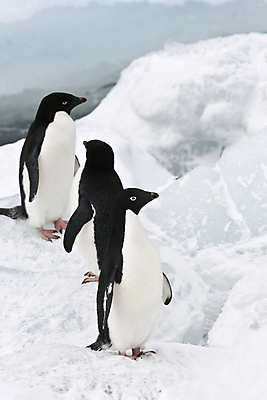 포토 JPG 해외이미지 동물 야생동물 겨울 자연 조류 사람없음 냉동 얼음 추위 남극 북극 펭귄 봉 해외202004 해외포토 자연요소 계절 극지방 생태계 파일형식 이미지허브