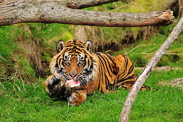 포토 JPG 해외이미지 동물 응시 야생동물 포유류 아프리카 자연 털 육류 사람없음 머리 고양이 줄무늬 소고기 분노 호랑이 보호 숲 위험 큼 먹기 사냥 육식동물 사냥꾼 표범 노려봄 공격적 보호구역 시베리아 해외202004 해외포토 직업 시선 감정 나라 컨셉 무늬 식재료 모션 표정 신체부위 반려동물 크기 생태계 구역 파일형식 이미지허브