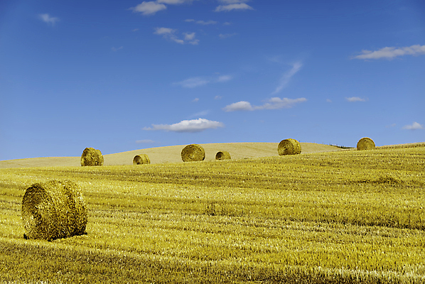 포토 JPG 해외이미지 밭 농업 자연 풍경 사람없음 야외 여름 농경지 노란색 수확 시골 롤 해외202004 해외포토 계절 산업 컬러 농장 생태계 파일형식 이미지허브