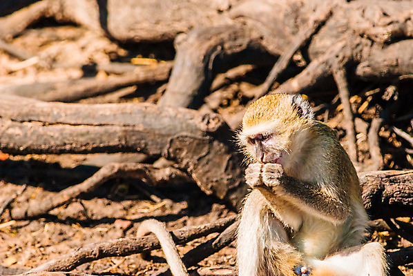 포토 JPG 해외이미지 나무 동물 응시 공원 얼굴 야생동물 여행 포유류 아프리카 자연 생물 털 종류 앉기 사람없음 야외 갈색 환경 검은색 회색 게임 흰색 나뭇가지 원숭이 보호 숲 작음 모피 사파리 케냐 유인원 남쪽 내추럴 보츠와나 사바나 세렝게티 전국 탄자니아 해외202004 해외포토 식물 시선 공공시설 나라 컬러 컨셉 모션 놀이 신체부위 크기 방향 생태계 파일형식 이미지허브