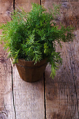 포토 JPG 해외이미지 식물 화초 음식 백그라운드 잎 다이어트 재료 건강 요리 사람없음 초록색 수확 신선 양념 맛 다발 먹기 허브 향신료 유기농 날것 향 내추럴 딜 해외202004 해외포토 웰빙 컬러 컨셉 농업 모션 향미료 파일형식 이미지허브