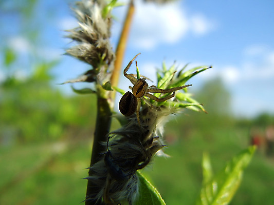 포토 JPG 해외이미지 나무 식물 농업 자연 하늘 매달리기 사람없음 야외 초록색 햇빛 정원 숲 작음 거미줄 거미 올가미 오싹 해외202004 해외포토 산업 컬러 곤충 모션 태양 크기 생태계 파일형식 이미지허브