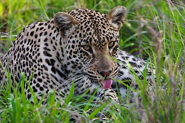 포토 JPG 해외이미지 나무 동물 응시 공원 얼굴 야생동물 스포츠 여행 포유류 아프리카 자연 수염 국립공원 사람없음 여행객 환경 고양이 나뭇가지 관찰 점 기다림 큼 검색 육식동물 표범 랜드마크 사바나 탄자니아 평야 해외202004 해외포토 멸종위기종 식물 시선 공공시설 나라 모션 사람 신체부위 반려동물 크기 생태계 파일형식 이미지허브