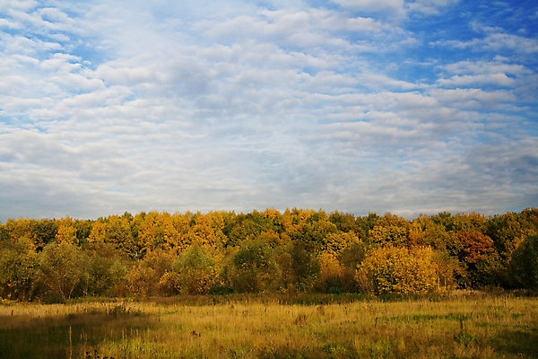 포토 JPG 해외이미지 나무 오렌지 하늘 날씨 풍경 사람없음 야외 파란색 컬러풀 노란색 환경 가을 9월 유기농 천국 10월 해외202004 해외포토 식물 웰빙 계절 컬러 과일 날짜 파일형식 이미지허브