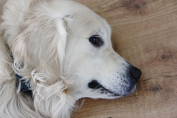 포토 JPG 해외이미지 동물 1 응시 휴식 털 실내 사람없음 반려동물 흰색 황금 개 강아지 래브라도리트리버 만족 코 사냥 귀 부드러움 주둥이 거짓말 유래 총구 해외202004 해외포토 시선 감정 컬러 컨셉 포유류 내부 신체부위 감각 리트리버 파일형식 이미지허브