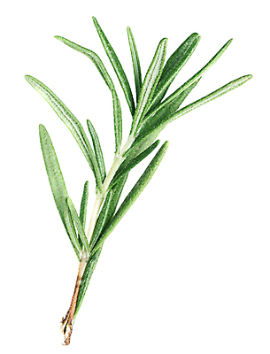 포토 JPG 해외이미지 식물 음식 백그라운드 잎 재료 사람없음 초록색 흰색 나뭇가지 신선 못 조미료 맛 다발 허브 향신료 향기 브런치 아로마 향료 향 로즈메리 고립 해외202004 해외포토 나무 컬러 컨셉 식사 공구 냄새 향미료 파일형식 이미지허브