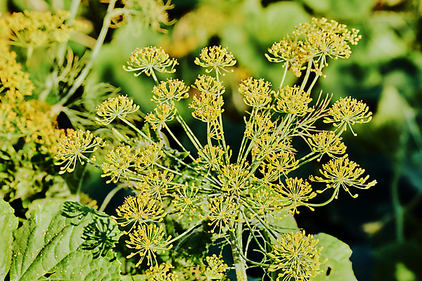포토 JPG 해외이미지 식물 꽃 유럽 줄기 자연 사람없음 여름 묘사 폴란드 딜 해외202004 해외포토 계절 나라 생태계 파일형식 이미지허브