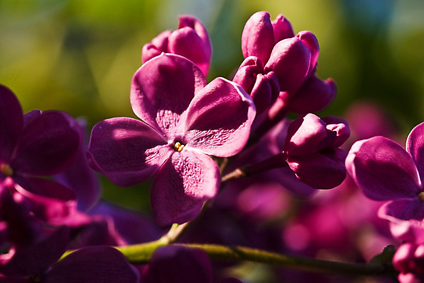 포토 JPG 해외이미지 식물 꽃 친절 사람없음 벚꽃 개화 허브 아로마 향 라일락 해외202004 해외포토 파일형식 이미지허브