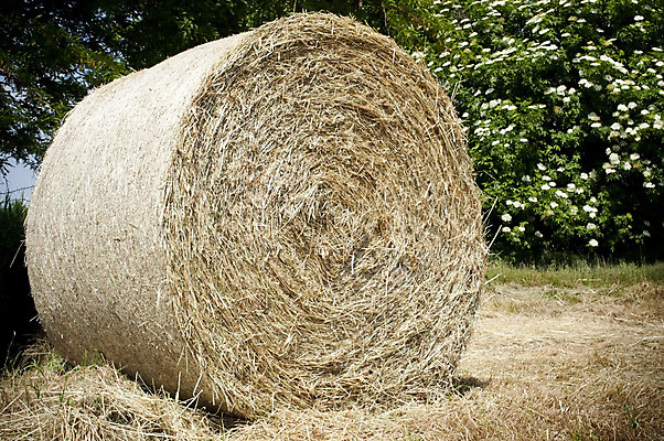 포토 JPG 해외이미지 음식 밭 농업 자연 날씨 옥수수 풍경 사람없음 야외 여름 파란색 농작물 태양 농장 농경지 갈색 환경 맑음 목장 수확 가을 시골 신선 황금 볏짚 농부 낟알 밀 뿌리기 가득함 주기 보리 뭉치 밀짚 내추럴 방법 해외202004 해외포토 자연요소 직업 계절 산업 컬러 모션 곡류 짚 생태계 파일형식 이미지허브