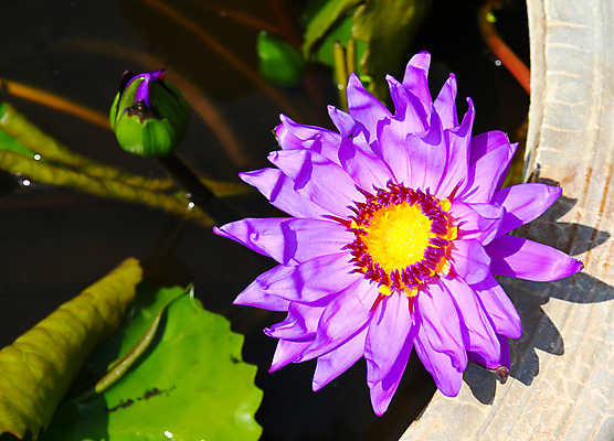 포토 JPG 해외이미지 식물 꽃잎 꽃 아시아 호수 백그라운드 잎 꽃무늬 태국 자연 동양인 사람없음 야외 초록색 물 컬러풀 정원 보라색 고요 봄 벚꽃 연못 관목 생물학 향기 신성 동쪽 내추럴 이국적 해외202004 해외포토 자연요소 나무 계절 교육 나라 컬러 무늬 인종 방향 생태계 냄새 파일형식 이미지허브