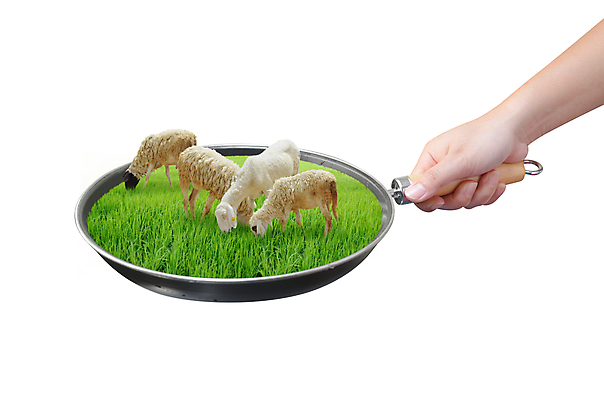 포토 JPG 해외이미지 동물 손 음식 컨셉 밭 농업 포유류 손가락 염소 아이디어 육류 풍경 사람없음 초록색 농장 튀김 양 프라이팬 군중 방목 땅 먹기 흰배경 퍼프 밭일 생태학 찰과상 해외202004 해외포토 교육 산업 컬러 백그라운드 식재료 모션 주방용품 사람 신체부위 흰색 축산업 상처 파일형식 이미지허브