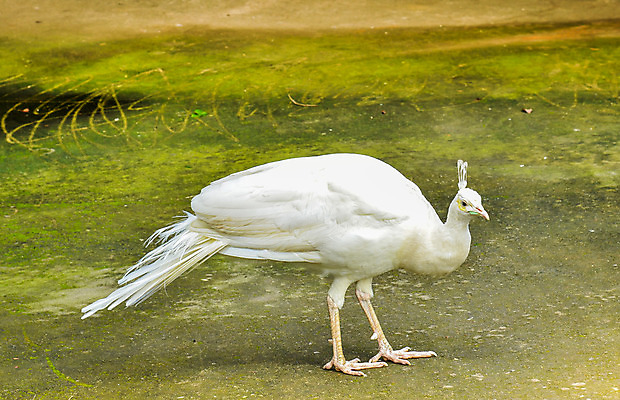 포토 JPG 해외이미지 동물 한마리 웰빙 야생동물 날개 자연 조류 동물원 사람없음 파란색 컬러풀 일본 흰색 뜨거움 영혼 우아함 공작 신비 순수 깃털 꼬리 부리 심플 새장 신화 꿩 짝짓기 단아함 웅장함 천진난만 특별함 완전 부족함 해외202004 해외포토 1 아시아 컬러 컨셉 생태계 케이지 파일형식 이미지허브