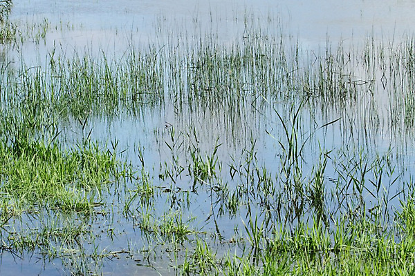 포토 JPG 해외이미지 계절 호수 백그라운드 컨셉 자연 날씨 추상 풍경 잔디 사람없음 야외 초록색 물 여름 파란색 환경 시골 연못 신선 장면 생태학 평야 해외202004 해외포토 자연요소 식물 교육 컬러 무늬 생태계 파일형식 이미지허브