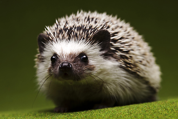 포토 JPG 해외이미지 동물 한마리 근접촬영 사람없음 고슴도치 해외202004 해외포토 1 뷰포인트 포유류 파일형식 이미지허브