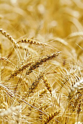포토 JPG 해외이미지 식물 계절 음식 빵 줄기 백그라운드 밭 농업 자연 날씨 건강 옥수수 씨앗 풍경 사람없음 야외 세로 여름 농작물 농장 환경 수확 성장 시골 황금 낟알 시리얼 밀 알맹이 귀 스파이크 밀짚 내추럴 숙성 호밀 해외202004 해외포토 산업 곡류 신체부위 짚 생태계 파일형식 이미지허브