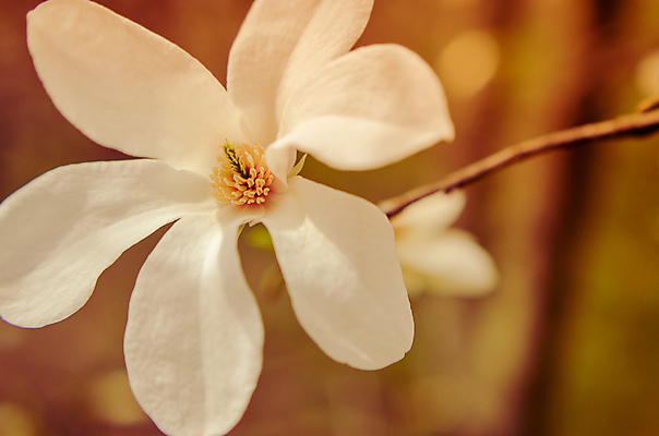 포토 JPG 해외이미지 나무 식물 계절 공원 꽃잎 꽃 분홍색 백그라운드 잎 꽃무늬 자연 추상 사람없음 야외 장식 초록색 태양 정원 검은색 봄 벚꽃 흰색 나뭇가지 신선 개화 오브젝트 싱글 향기 목련 남쪽 내추럴 고립 꽃수술 해외202004 해외포토 자연요소 공공시설 컬러 무늬 방향 생태계 냄새 파일형식 이미지허브