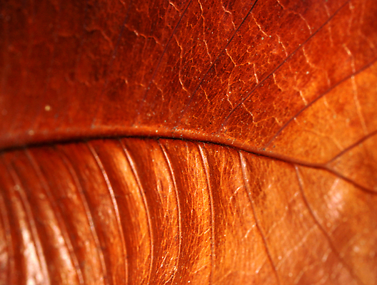 포토 JPG 해외이미지 나무 식물 계절 백그라운드 잎 꽃무늬 패턴 자연 추상 건조 골격 세포 사람없음 환경 정원 줄무늬 성장 가을 유기농 원예 질감 생물학 대각선 스트라이크 옛날 해외202004 해외포토 웰빙 교육 꽃 선 무늬 취미 생태계 파일형식 이미지허브