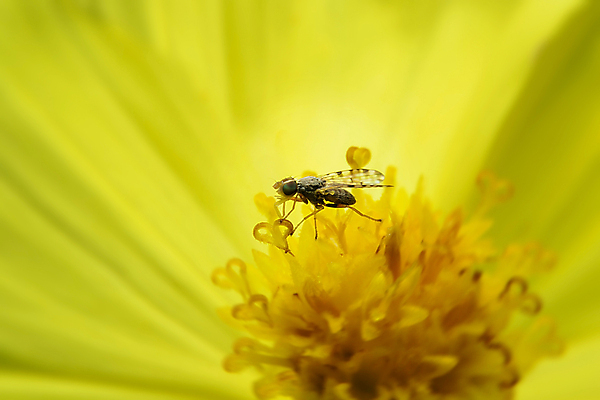 포토 JPG 해외이미지 동물 꽃 곤충 태국 자연 사람없음 빛 고요 내추럴 해외202004 해외포토 식물 아시아 생태계 파일형식 이미지허브