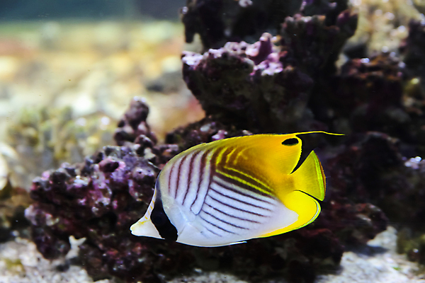 포토 JPG 해외이미지 어류 사람없음 수중 수족관 해외202004 해외포토 수중동물 파일형식 이미지허브