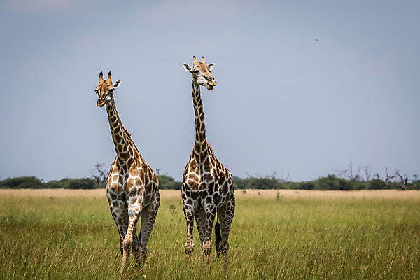 포토 JPG 해외이미지 동물 야생동물 패턴 포유류 아프리카 자연 하늘 초식동물 동물원 풍경 사람없음 환경 큼 기린 사파리 나미비아 남아프리카 사바나 평야 해외202004 해외포토 나라 무늬 크기 생태계 파일형식 이미지허브