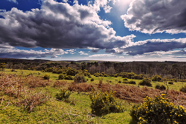 포토 JPG 해외이미지 나무 공원 하늘 날씨 사람없음 평화 마을 맑음 봄 언덕 속도 폭풍 상록수 다트무어 전국 해외202004 해외포토 식물 계절 공공시설 컨셉 파일형식 이미지허브