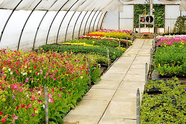 포토 JPG 해외이미지 식물 꽃 사람없음 건물 태양 정원 성장 투명 플라스틱 원예 온실 해외202004 해외포토 자연요소 건축물 재질 취미 파일형식 이미지허브