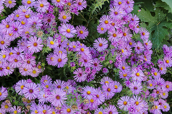 포토 JPG 해외이미지 식물 꽃잎 꽃 별 분홍색 백그라운드 자연 사람없음 빨간색 초록색 장미 노란색 정원 데이지 꽃수술 불가리아 해외202004 해외포토 자연요소 컬러 생태계 파일형식 남유럽 이미지허브