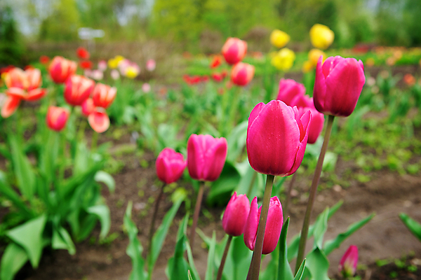 포토 JPG 해외이미지 식물 계절 공원 꽃 분홍색 백그라운드 잎 꽃무늬 밭 농업 자연 부활절 발렌타인데이 사람없음 야외 초록색 컬러풀 환경 정원 보라색 화목 침묵 봄 튤립 벚꽃 광선 축하 신선 반지 개화 과수원 5월 꽃집 네덜란드 원예 엽서 내추럴 강렬 생태학 취급주의 해외202004 해외포토 공공시설 교육 기념일 유럽 산업 컬러 컨셉 무늬 장신구 데이이벤트 경고 취미 상점 소리 날짜 편지 생태계 파일형식 이미지허브