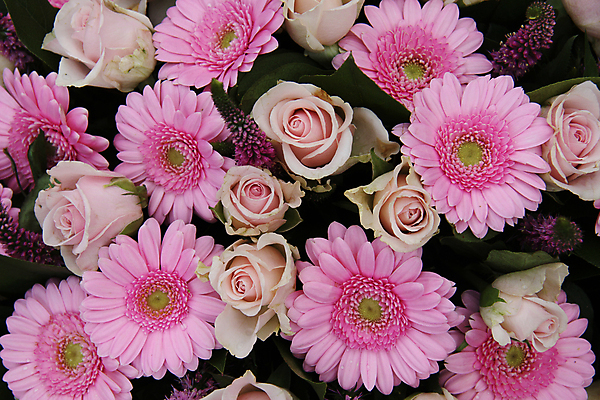 포토 JPG 해외이미지 식물 꽃잎 꽃 분홍색 꽃다발 결혼 자연 결혼식 사랑 사람없음 초록색 여름 장미 봄 배열 꽃집 질감 거베라 구성 해외202004 해외포토 계절 감정 컬러 이벤트 상점 생태계 파일형식 이미지허브