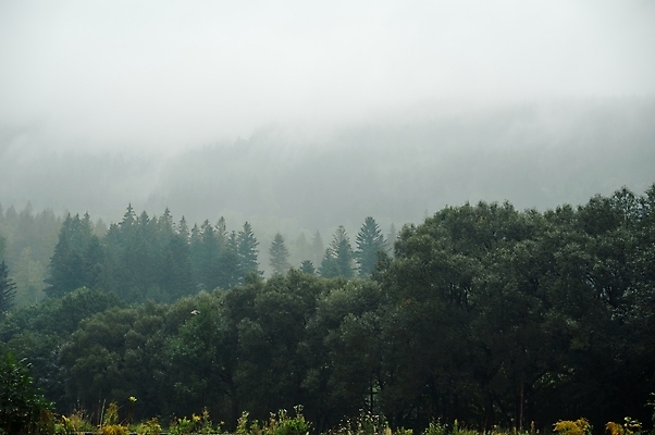 포토 JPG 해외이미지 나무 식물 구름 계절 공원 여행 자연 하늘 아침 산 풍경 사람없음 야외 초록색 빛 노란색 환경 안개 가을 숲 장면 공상 내추럴 뿌연 해외202004 해외포토 주간 자연요소 공공시설 컬러 날씨 생태계 파일형식 이미지허브